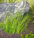 Dwarf Hairgrass